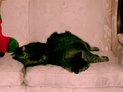 Big Cat, Small Cat